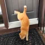 「後足の高速連打でドアノック、猫は叩くよ戸が開くまで」の画像1