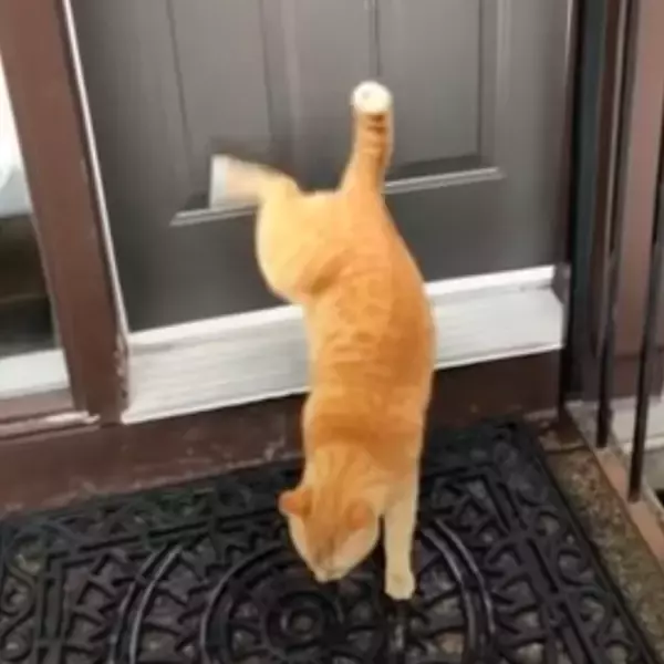 後足の高速連打でドアノック、猫は叩くよ戸が開くまで