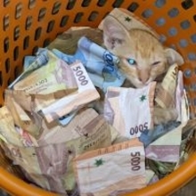 満載のお札のベッドでお昼寝する猫、お金に溺れて眠りの世界へ
