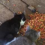 「床の下からごはんを狙う怪しい手、見慣れた様子で子猫はスルー」の画像1