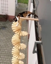 2階から慎重に下る三毛の猫、飼い主お手製螺旋階段で