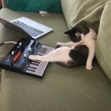 マルチタスクな演奏する猫、急なシャウトで曲を締める