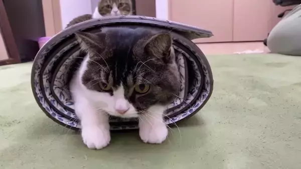 2022猫年向けの恵方巻、食品ロスもこれで解決