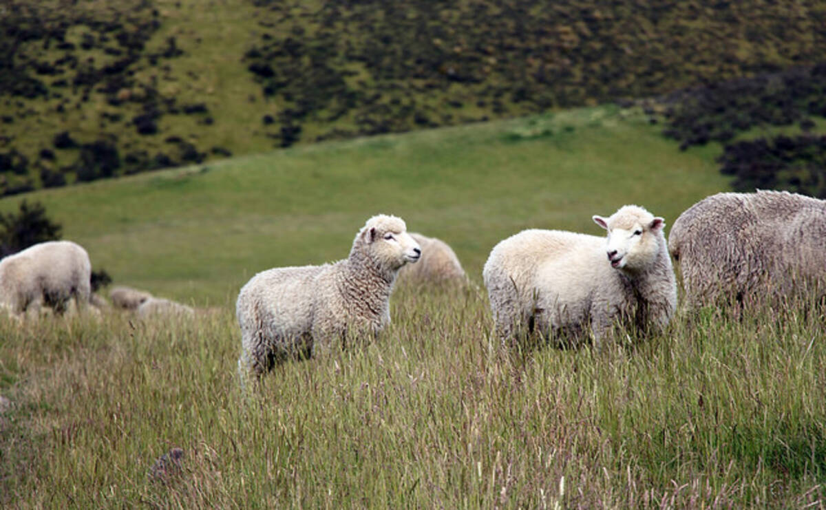 羊数え には本当に効果があるの 16年7月24日 エキサイトニュース