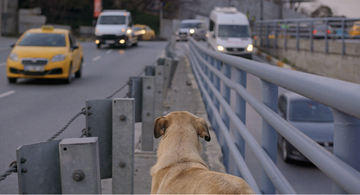 犬の目線から社会を見渡す。殺処分ゼロの国の野良犬に密着した「脱人間中心的」なドキュメンタリー『ストレイ 犬が見た世界』監督インタビュー