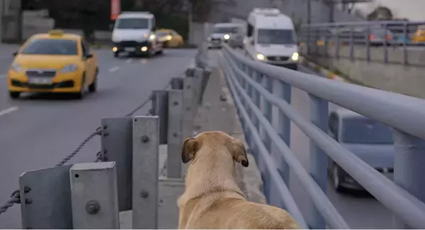 犬の目線から社会を見渡す。殺処分ゼロの国の野良犬に密着した「脱人間中心的」なドキュメンタリー『ストレイ 犬が見た世界』監督インタビュー