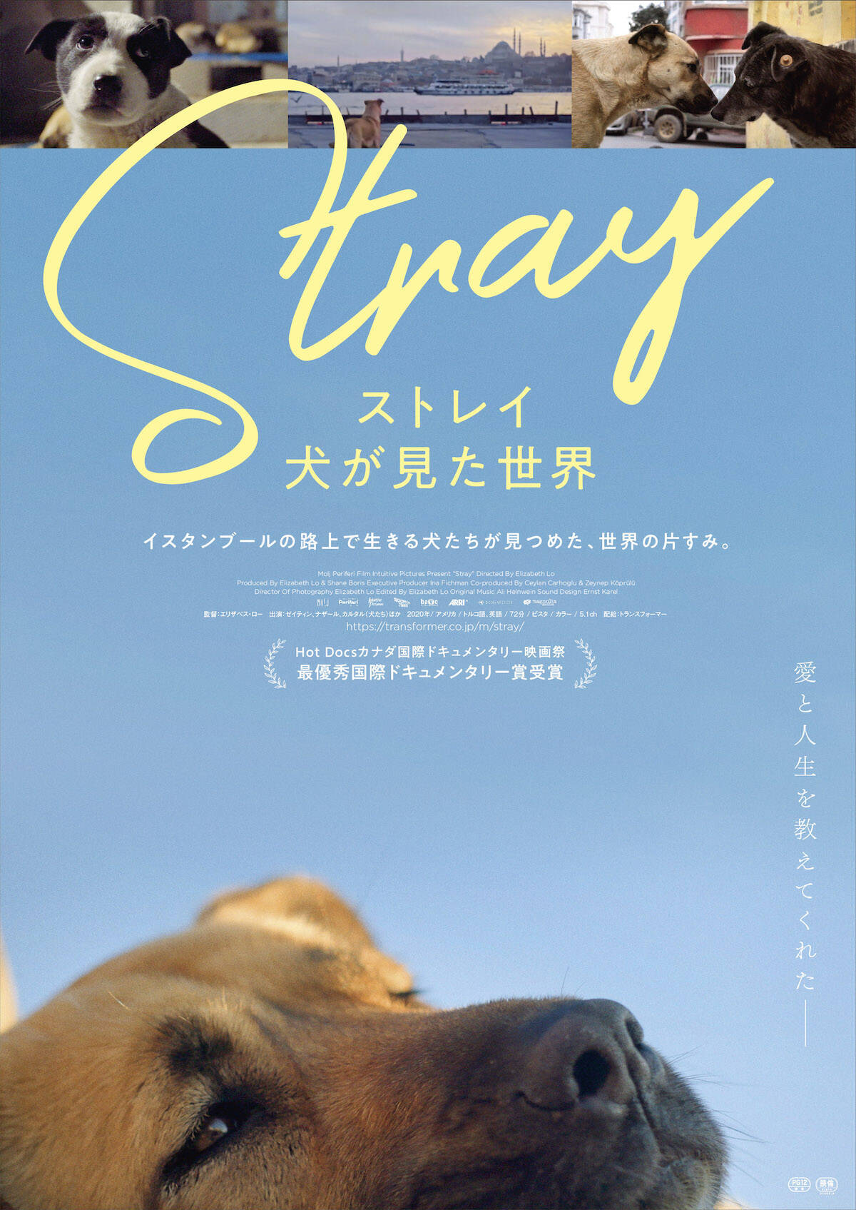 犬の目線から社会を見渡す。殺処分ゼロの国の野良犬に密着した「脱人間中心的」なドキュメンタリー『ストレイ 犬が見た世界』監督インタビュー
