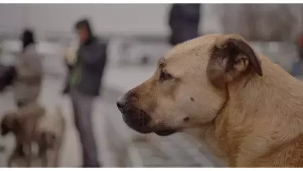 「犬の目線から社会を見渡す。殺処分ゼロの国の野良犬に密着した「脱人間中心的」なドキュメンタリー『ストレイ 犬が見た世界』監督インタビュー」の画像