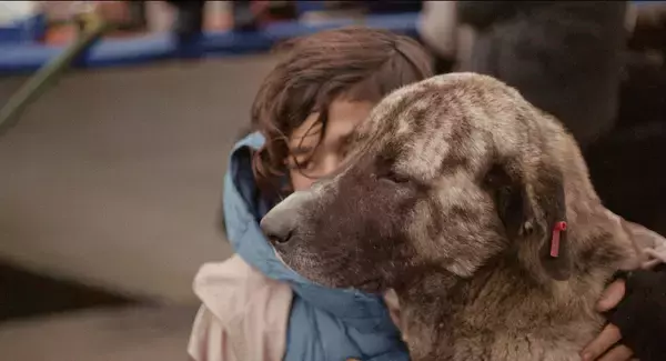「犬の目線から社会を見渡す。殺処分ゼロの国の野良犬に密着した「脱人間中心的」なドキュメンタリー『ストレイ 犬が見た世界』監督インタビュー」の画像
