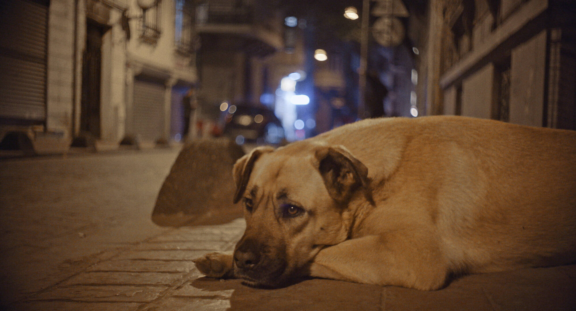 犬の目線から社会を見渡す。殺処分ゼロの国の野良犬に密着した「脱人間中心的」なドキュメンタリー『ストレイ 犬が見た世界』監督インタビュー