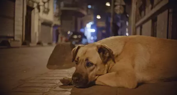 「犬の目線から社会を見渡す。殺処分ゼロの国の野良犬に密着した「脱人間中心的」なドキュメンタリー『ストレイ 犬が見た世界』監督インタビュー」の画像