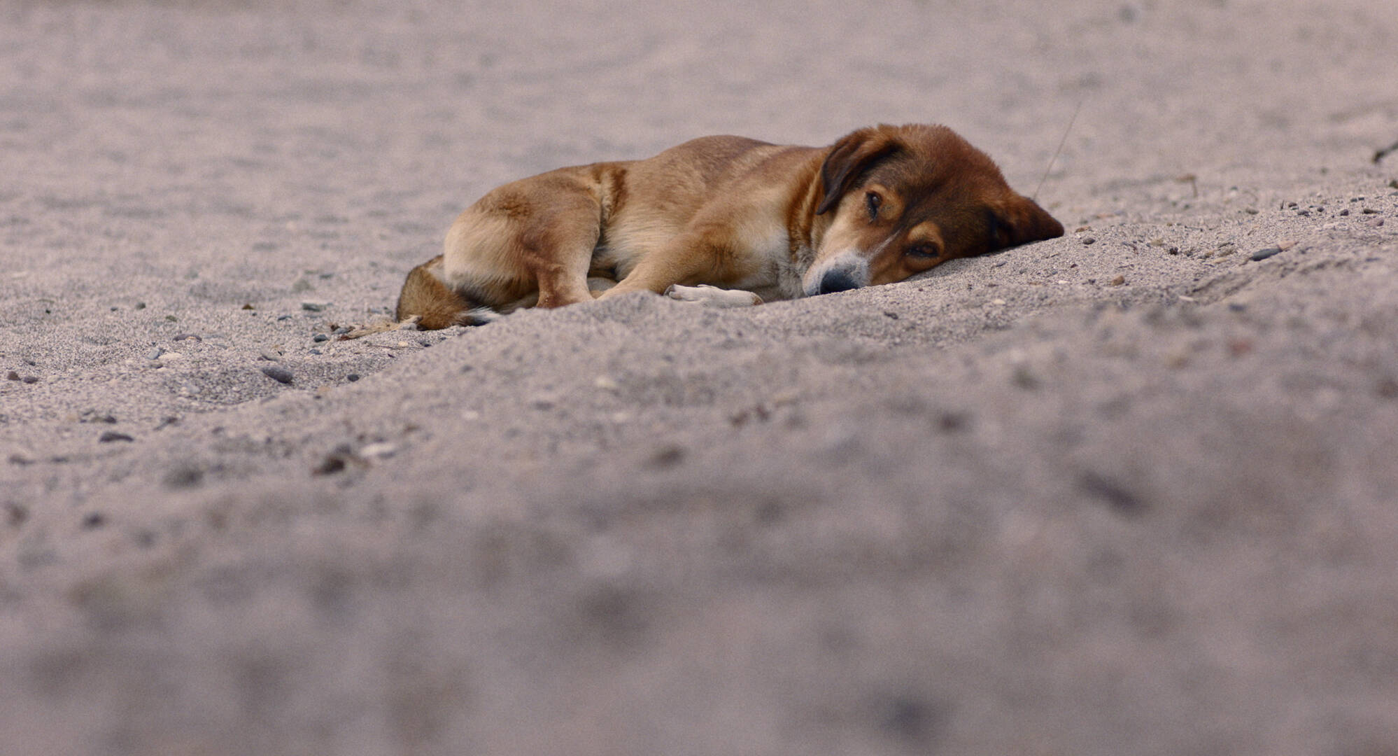 犬の目線から社会を見渡す。殺処分ゼロの国の野良犬に密着した「脱人間中心的」なドキュメンタリー『ストレイ 犬が見た世界』監督インタビュー