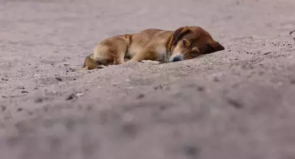 「犬の目線から社会を見渡す。殺処分ゼロの国の野良犬に密着した「脱人間中心的」なドキュメンタリー『ストレイ 犬が見た世界』監督インタビュー」の画像