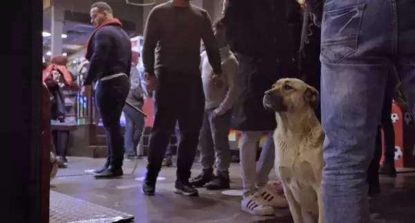 「犬の目線から社会を見渡す。殺処分ゼロの国の野良犬に密着した「脱人間中心的」なドキュメンタリー『ストレイ 犬が見た世界』監督インタビュー」の画像