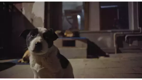 「犬の目線から社会を見渡す。殺処分ゼロの国の野良犬に密着した「脱人間中心的」なドキュメンタリー『ストレイ 犬が見た世界』監督インタビュー」の画像