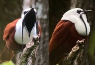髭を生やした鳥が大きな口を開けて衝撃の発声？ヒゲドリ