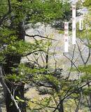 「タイトルに「踊り子」が入っている曲５選」の画像1