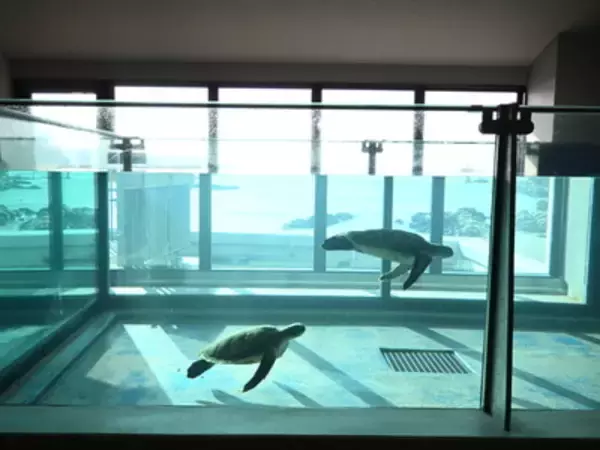 「【高知】四国の端っこにあるのに人気！水族館「足摺海洋館SATOUMI」へ行ってみた」の画像