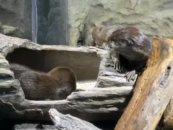 「【高知】四国の端っこにあるのに人気！水族館「足摺海洋館SATOUMI」へ行ってみた」の画像