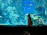 「【高知】四国の端っこにあるのに人気！水族館「足摺海洋館SATOUMI」へ行ってみた」の画像6