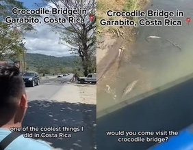 橋の上から巨大ワニを眺める？コスタリカで話題のクロコダイル橋