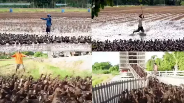 「約10000匹のアヒルが田んぼの害虫駆除？タイの農家たちが奮闘する伝統的な仕事」の画像