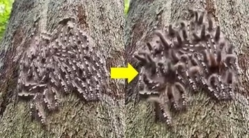 こちらの声に反応して飛び跳ねる？空気の振動を感知して集団で動く毛虫