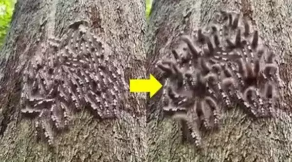 こちらの声に反応して飛び跳ねる？空気の振動を感知して集団で動く毛虫