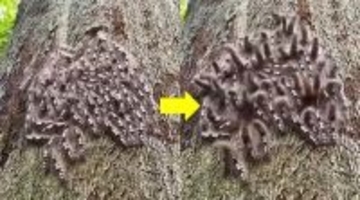 こちらの声に反応して飛び跳ねる？空気の振動を感知して集団で動く毛虫