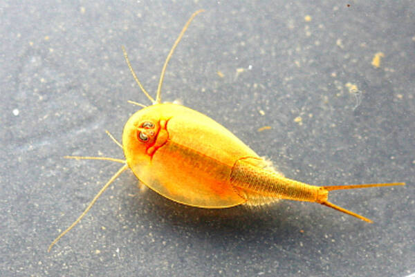 生きた化石や絶滅危惧種の泳ぐ土壌から 夏の必需品 11年7月26日 エキサイトニュース