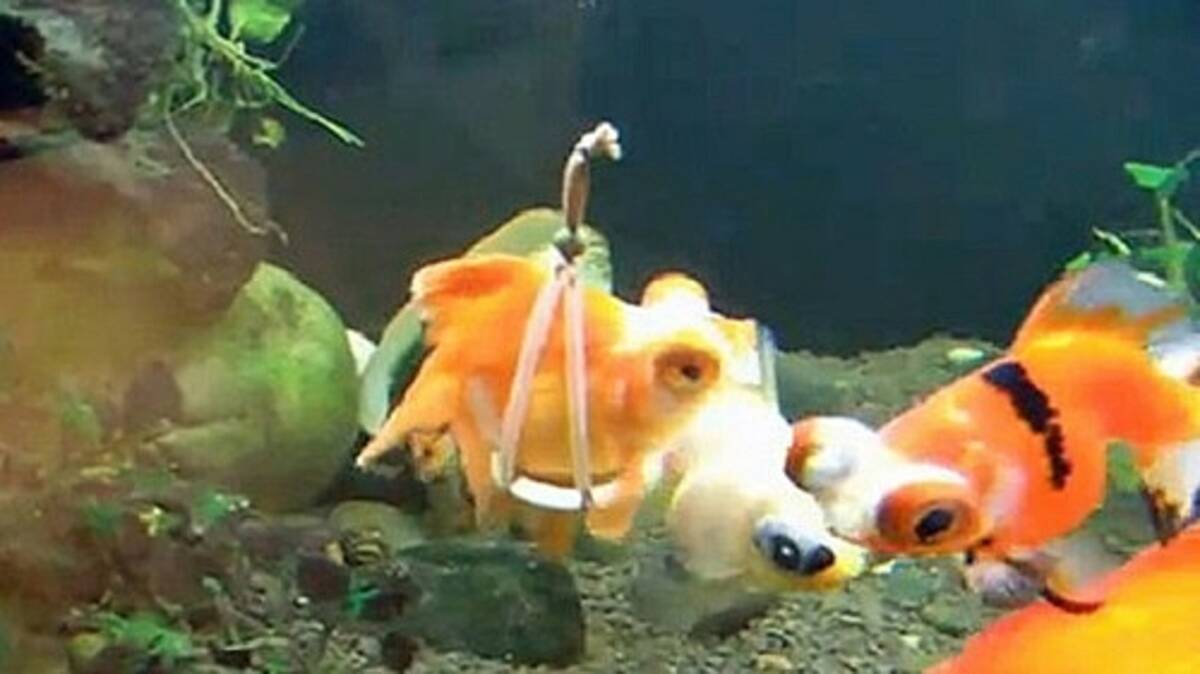 金魚も浮き輪があれば 泳ぎがラクチン 13年3月24日 エキサイトニュース