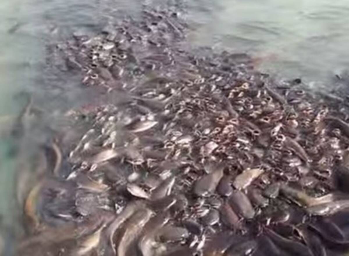 閲覧注意 インドの湖に大量発生しているナマズがやばい 14年4月23日 エキサイトニュース