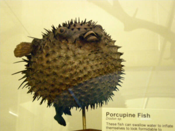 ハリセンボン の針の数 １０００本じゃないって知ってた 14年11月5日 エキサイトニュース