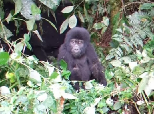 ゴリラの大好物はヨーグルト なんだか愛くるしい動物の おもしろ生態 選 15年12月22日 エキサイトニュース