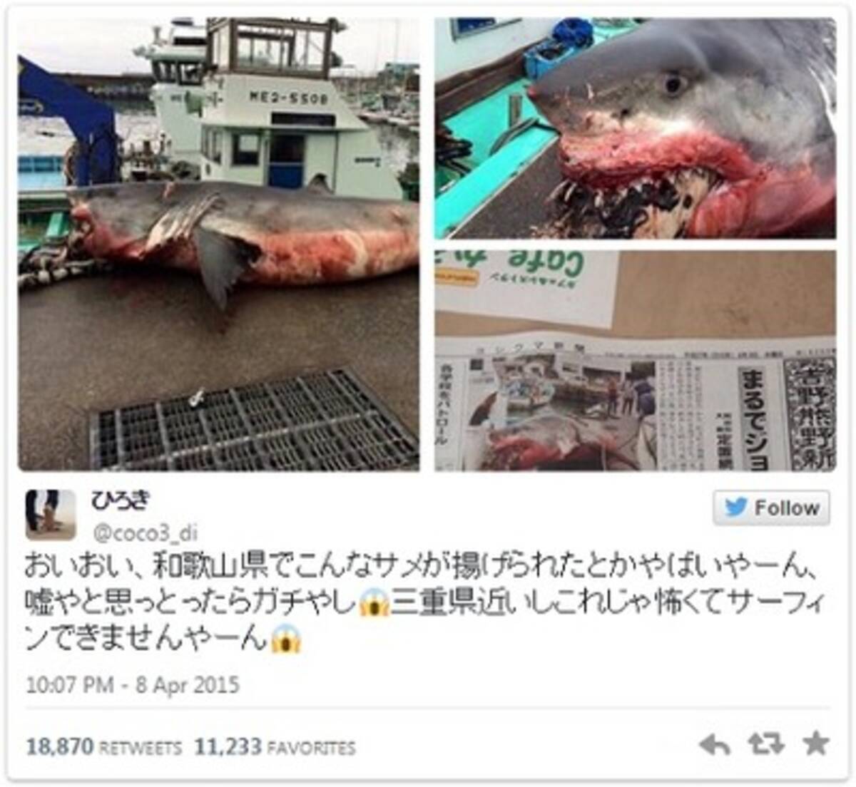 三重県御浜町で揚げられたサメがガチでヤバイ 15年4月10日 エキサイトニュース
