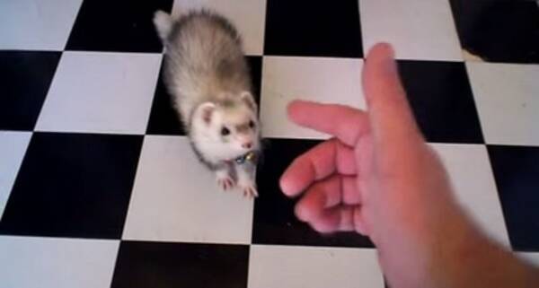 動物動画 死んだフリをするフェレット 15年5月15日 エキサイトニュース 動物動画 死んだフリをするフェレット 15年5月15日 エキサイトニュース