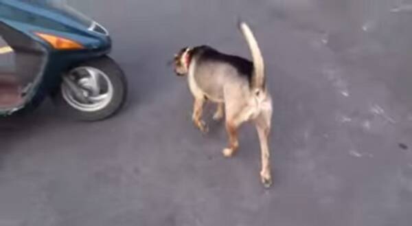 動物動画 バイクの乗り方が慣れすぎている犬 15年6月15日 エキサイトニュース