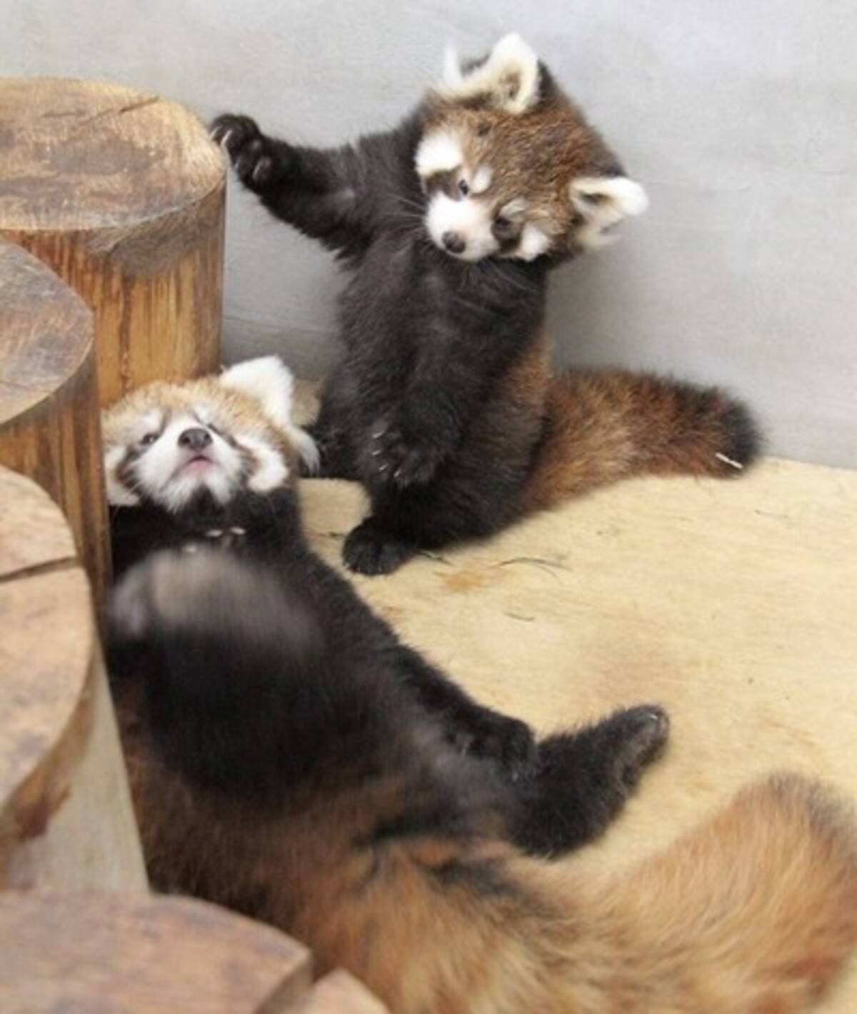 双子の赤ちゃんがかわいすぎる 静岡 レッサーパンダの聖地 で公開スタート 18年10月27日 エキサイトニュース