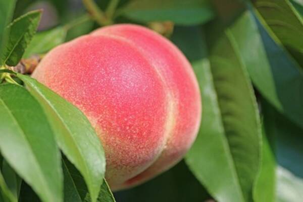 7月19日は何の日 桃を食べよう やまなし桃の日 19年7月19日 エキサイトニュース