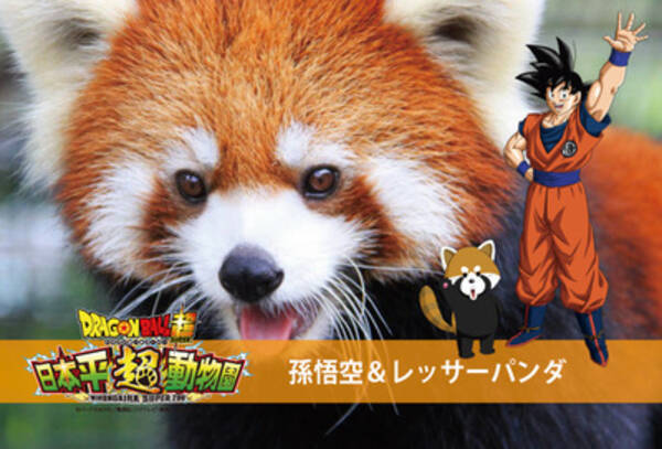 静岡の動物園が ドラゴンボール超 とコラボ 等身大パネルや限定グッズ 19年12月1日 エキサイトニュース