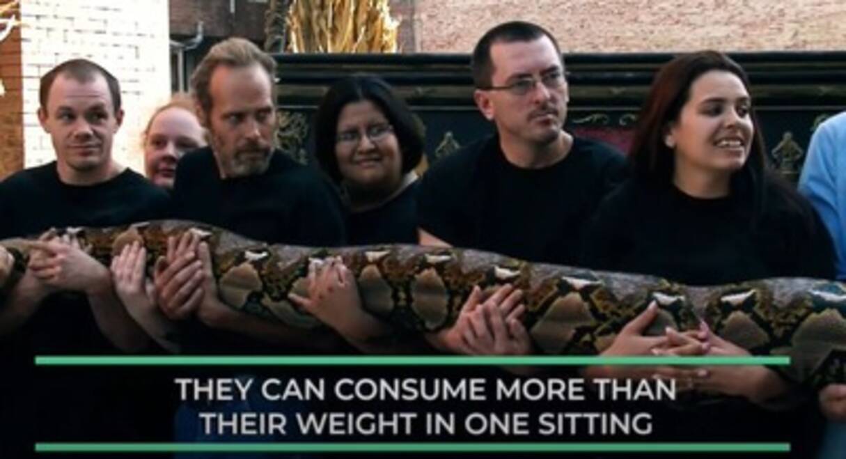 地球上で最も長いニシキヘビってどれくらい長いの 21年5月23日 エキサイトニュース