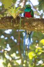 オスは繁殖期に長い尾羽が生える！世界で最も美しい鳥「ケツァール」