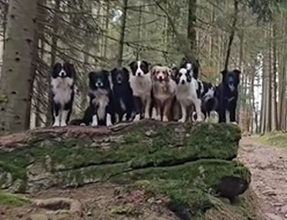 飼い主の号令で一列に並んで記念撮影？賢すぎる13匹のボーダーコリー