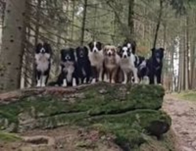 飼い主の号令で一列に並んで記念撮影？賢すぎる13匹のボーダーコリー