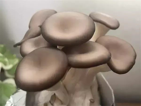 【インドア農ライフ】リビングできのこ狩り⁉「ランチバッグ」で2週間の超スピ成長！特大「ヒラタケ」収穫したよ！