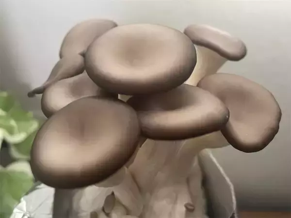 「【インドア農ライフ】リビングできのこ狩り⁉「ランチバッグ」で2週間の超スピ成長！特大「ヒラタケ」収穫したよ！」の画像