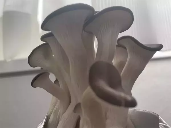 「【インドア農ライフ】リビングできのこ狩り⁉「ランチバッグ」で2週間の超スピ成長！特大「ヒラタケ」収穫したよ！」の画像