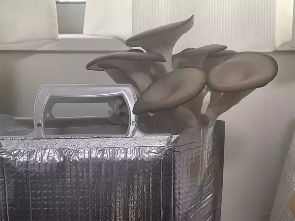 「【インドア農ライフ】リビングできのこ狩り⁉「ランチバッグ」で2週間の超スピ成長！特大「ヒラタケ」収穫したよ！」の画像