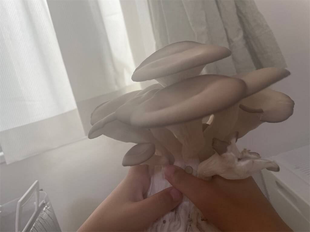 【インドア農ライフ】リビングできのこ狩り⁉「ランチバッグ」で2週間の超スピ成長！特大「ヒラタケ」収穫したよ！