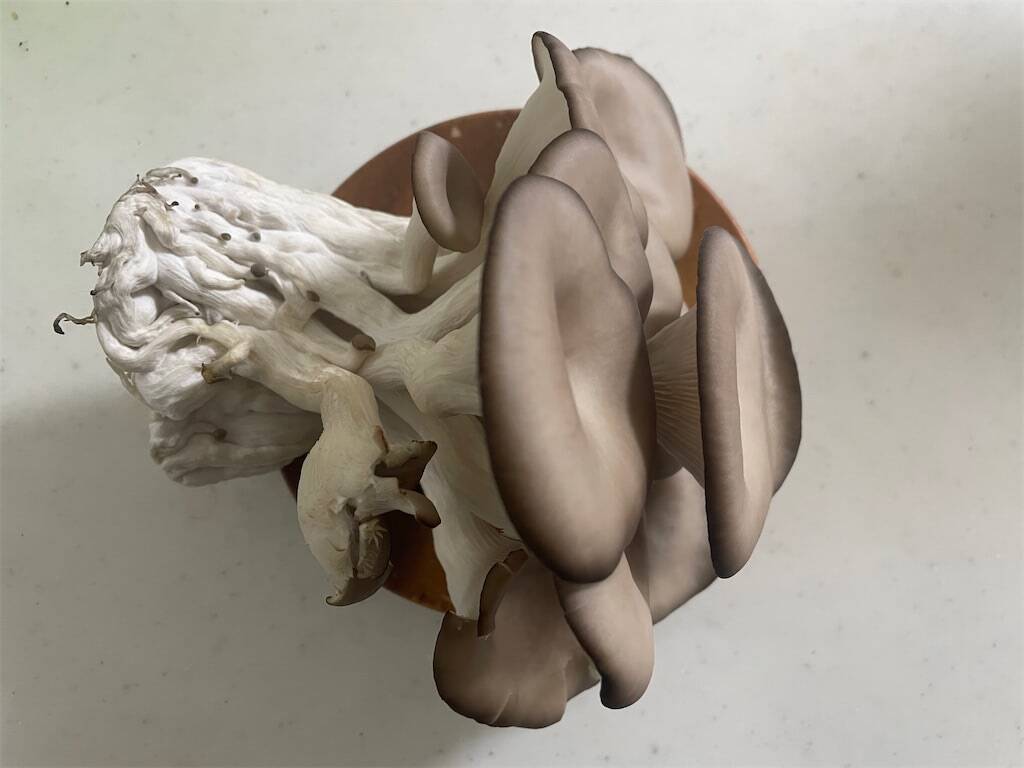 【インドア農ライフ】リビングできのこ狩り⁉「ランチバッグ」で2週間の超スピ成長！特大「ヒラタケ」収穫したよ！